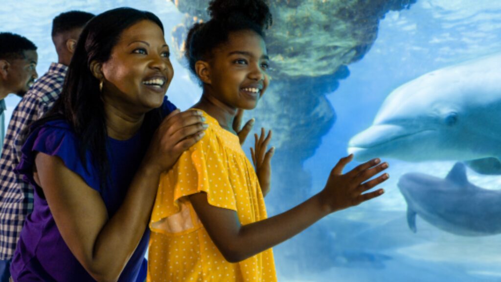 Dolphin Encounter